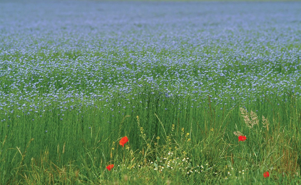 visite-ferme-76-ferme-pedagogique-la-ferme-au-fil-des-saisons-lin